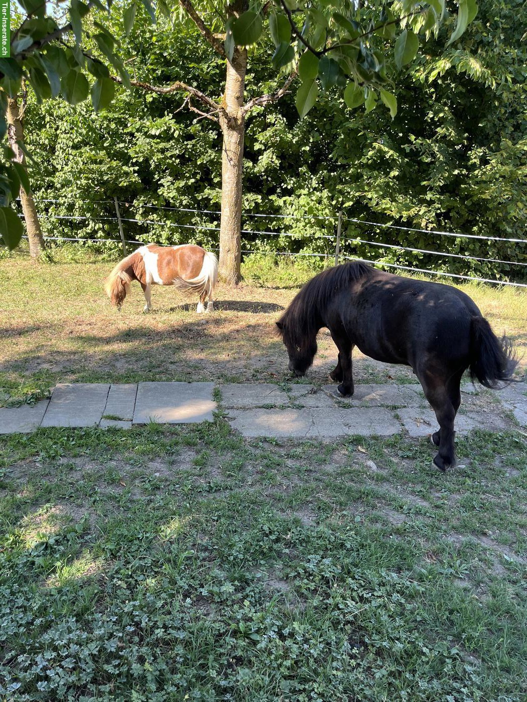 Shetty-Wallach & Mini Shetty-Stute gemeinsam abzugeben