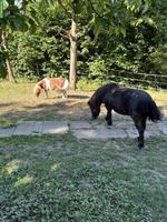 Shetty-Wallach & Mini Shetty-Stute gemeinsam abzugeben