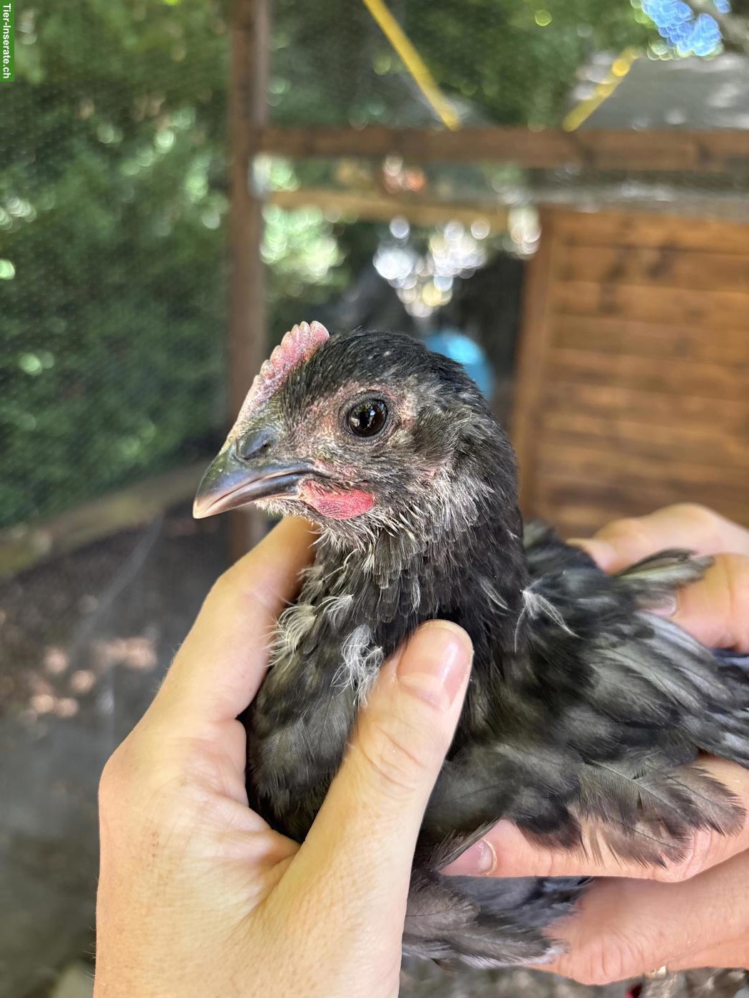 Schöne junge Australorps Hähne abzugeben
