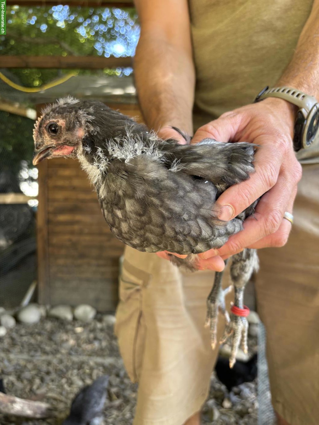 Bild 2: Schöne junge Australorps Hähne abzugeben