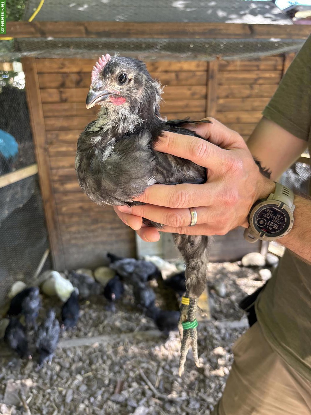 Bild 3: Schöne junge Australorps Hähne abzugeben