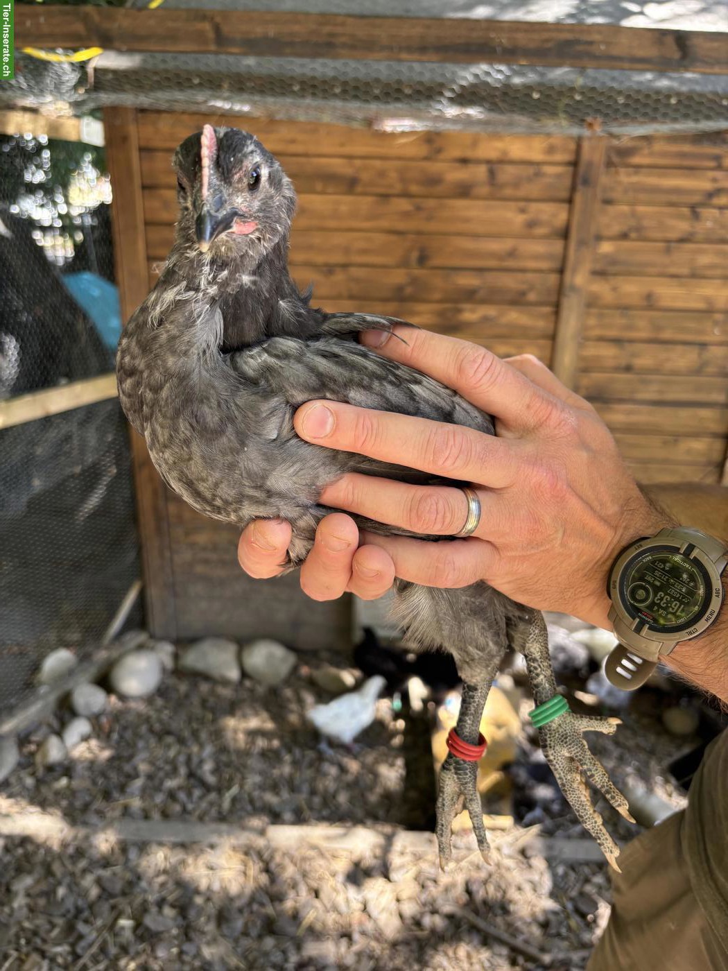 Bild 4: Schöne junge Australorps Hähne abzugeben