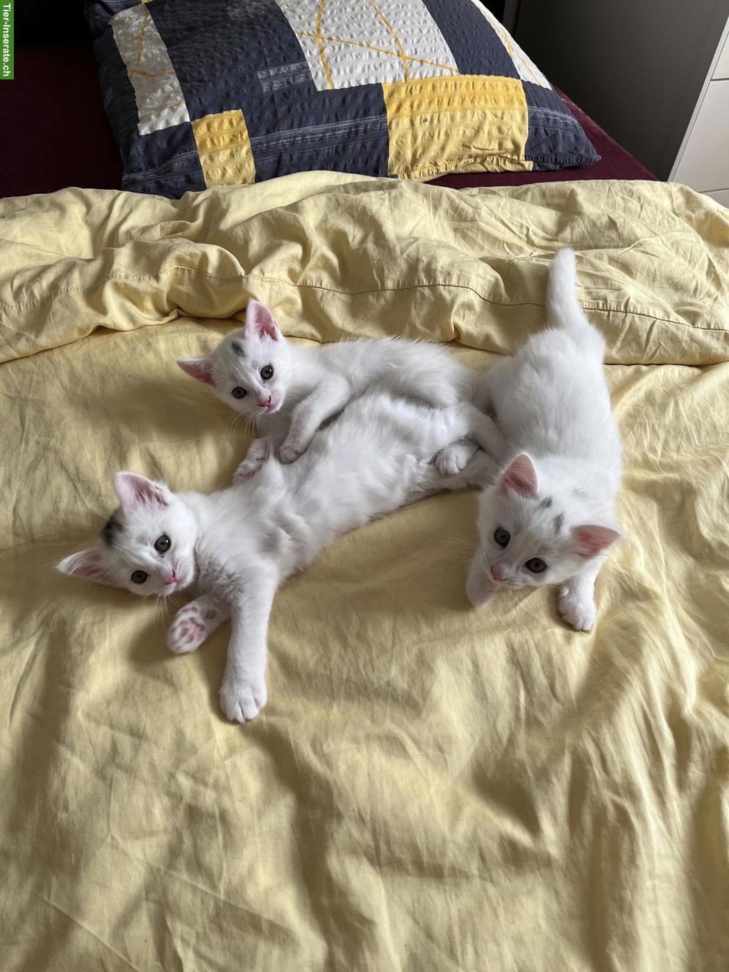 3 junge Kätzchen zu verkaufen