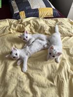 3 junge Kätzchen zu verkaufen