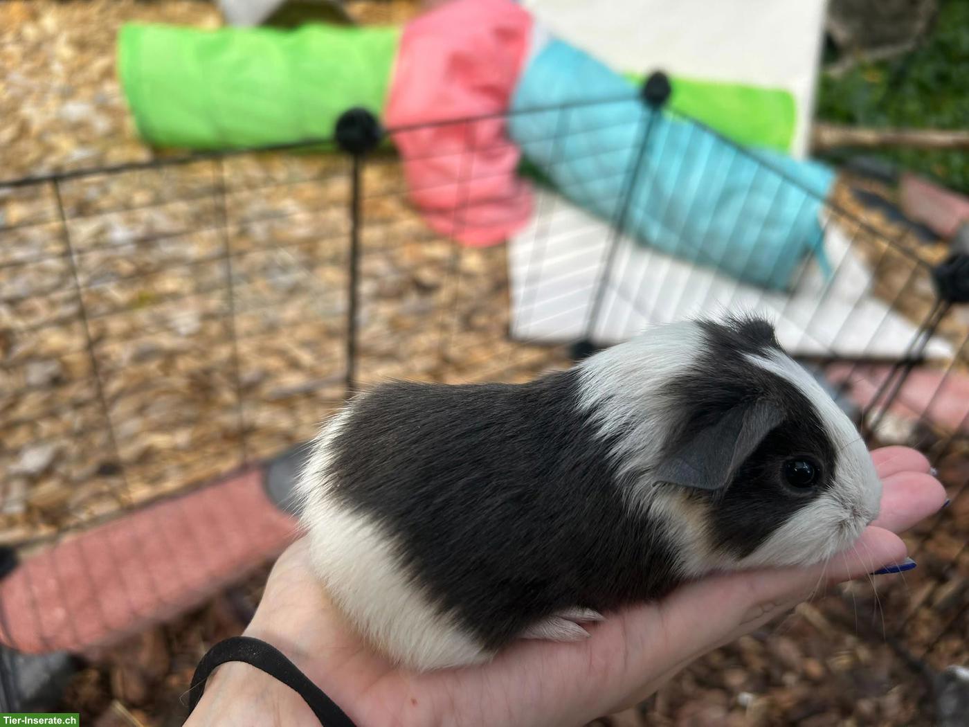 2 junge Meerschweinchen-Geschwister suchen ein tolles Zuhause