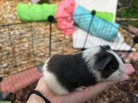 2 junge Meerschweinchen-Geschwister suchen ein tolles Zuhause