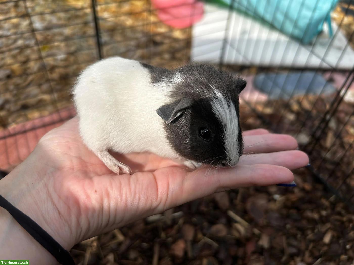 Bild 2: 2 junge Meerschweinchen-Geschwister suchen ein tolles Zuhause