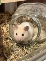 Goldhamster Jungtier, männlich