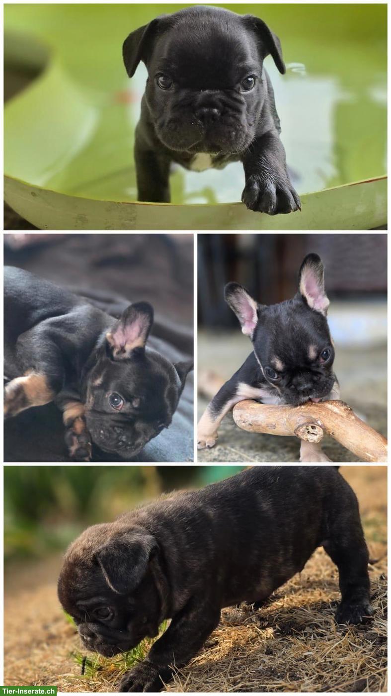 Französische Bulldoggen Welpen suchen liebevolles Zuhause