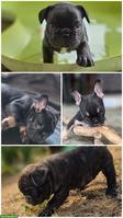 Französische Bulldoggen Welpen suchen liebevolles Zuhause