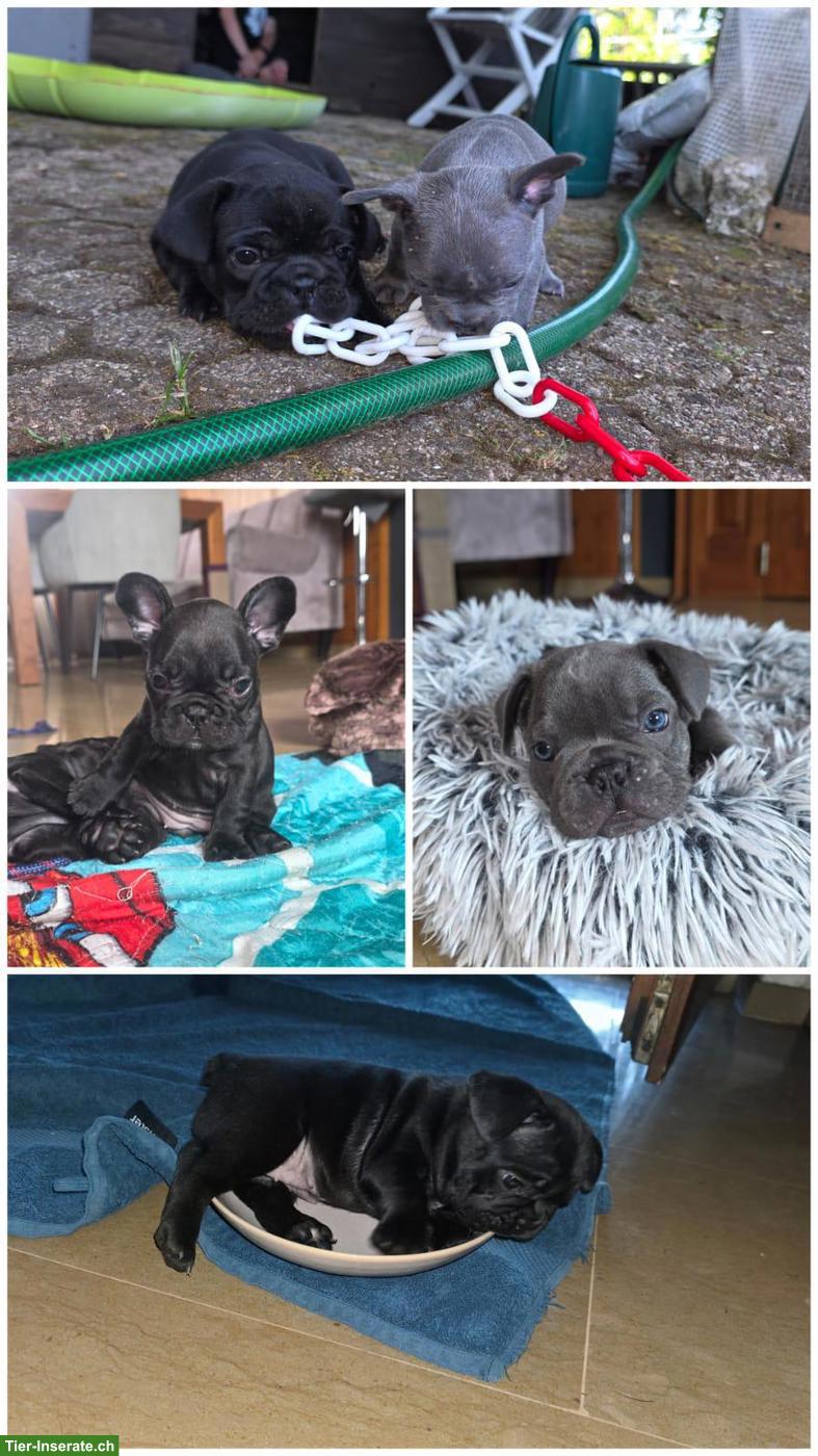 Bild 2: Französische Bulldoggen Welpen suchen liebevolles Zuhause