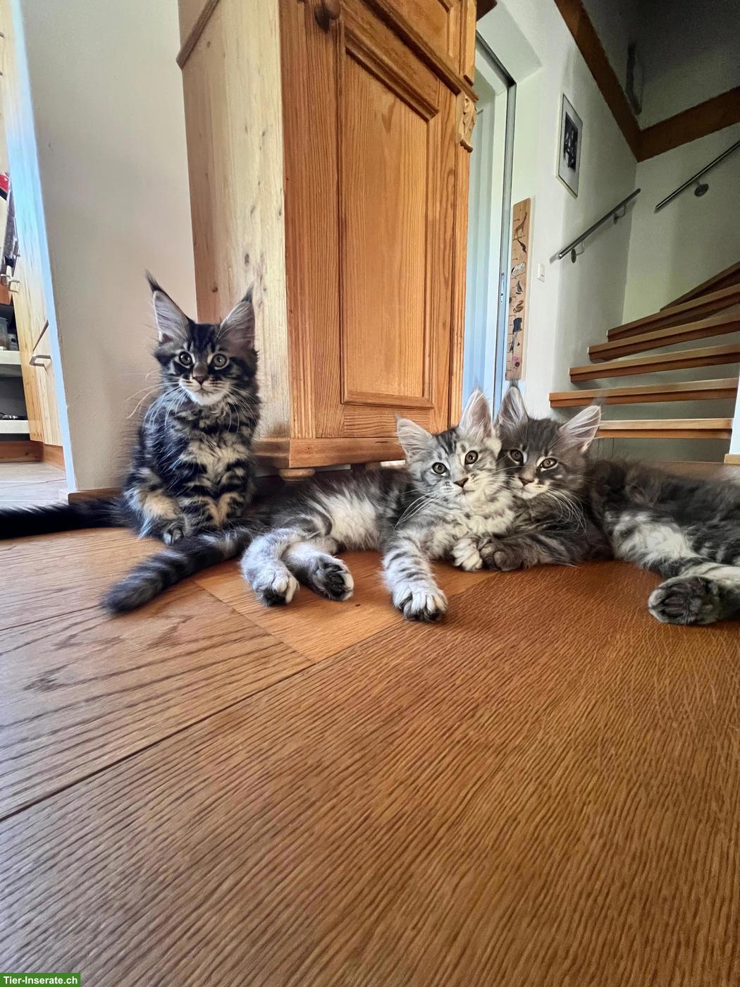 Reinrassige Maine Coon Kitten, blue, silver tabby, black tabby