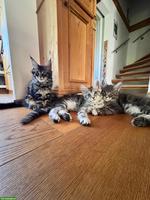 Reinrassige Maine Coon Kitten, blue, silver tabby, black tabby