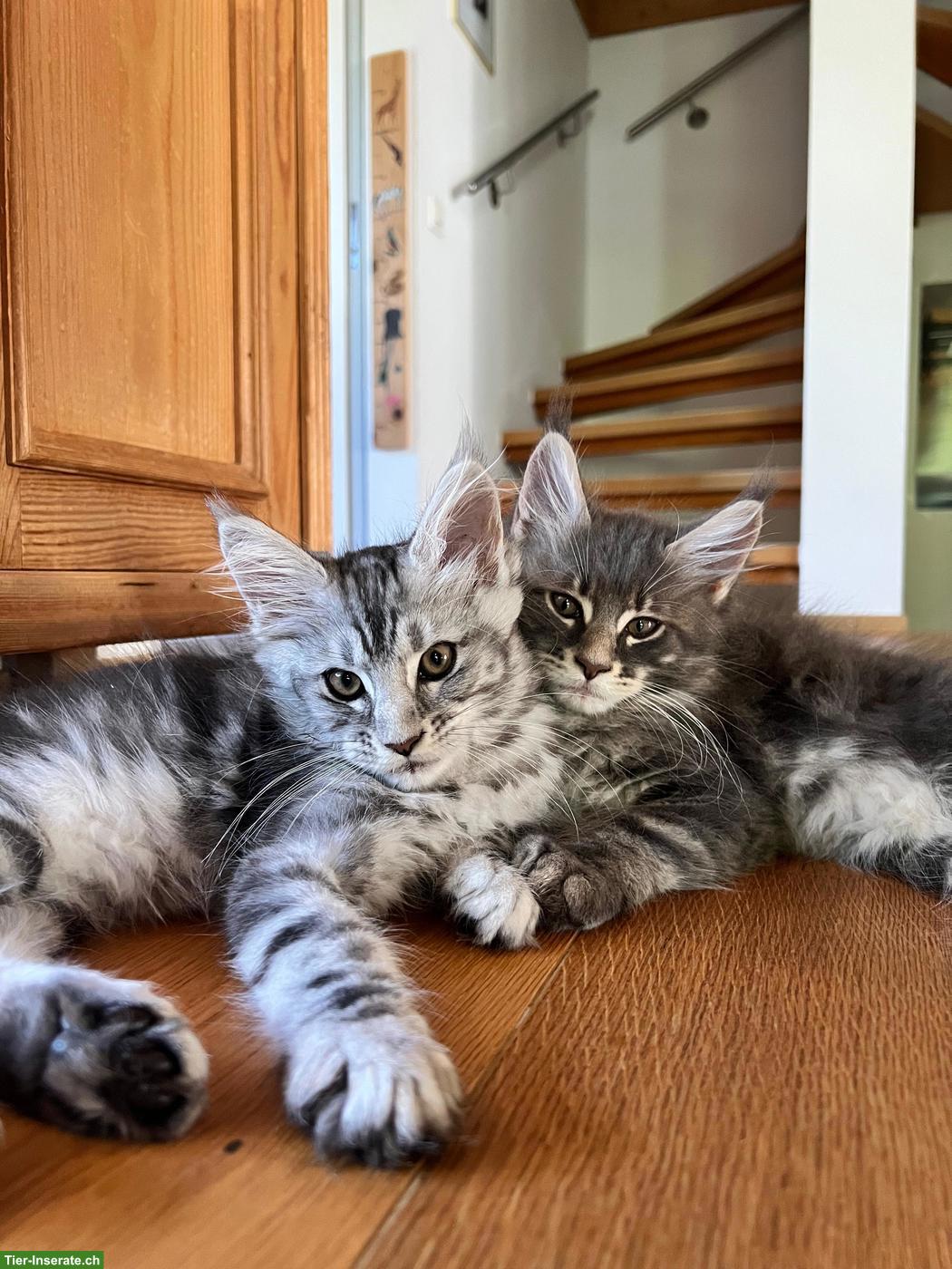 Bild 2: Reinrassige Maine Coon Kitten, blue, silver tabby, black tabby