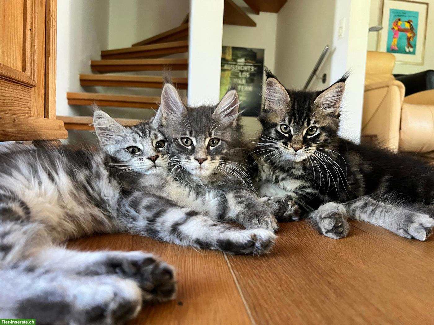 Bild 3: Reinrassige Maine Coon Kitten, blue, silver tabby, black tabby