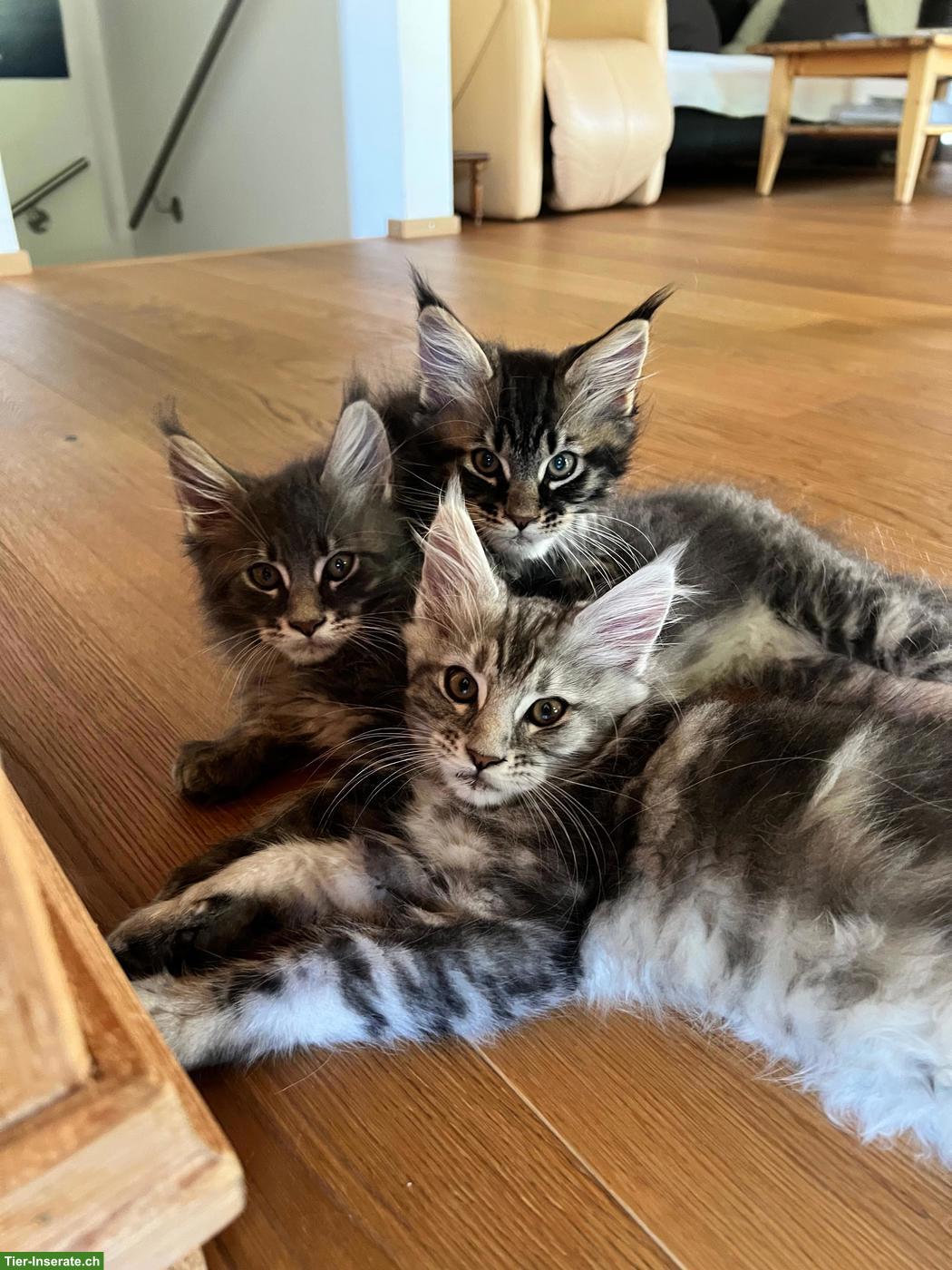 Bild 4: Reinrassige Maine Coon Kitten, blue, silver tabby, black tabby