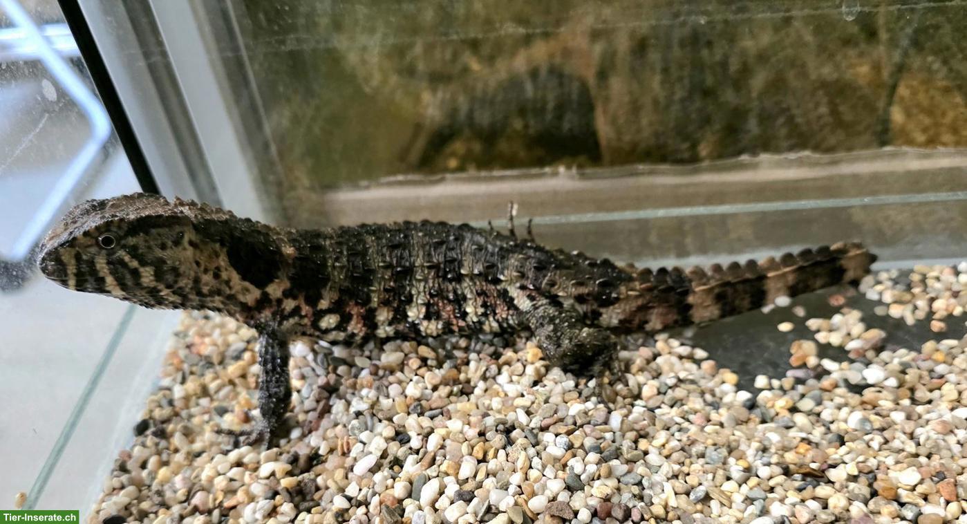 Krokodilschwanz-Höckerechse (Shinisaurus crocodilurus)