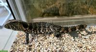 Krokodilschwanz-Höckerechse (Shinisaurus crocodilurus)