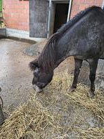 Kinderliebe Shetlandpony-Stute zu verkaufen