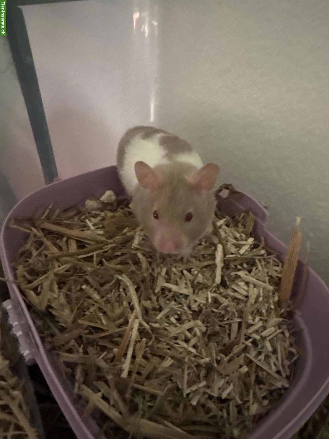 2 Teddyhamster Weibchen
