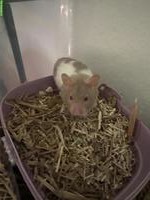 2 Teddyhamster Weibchen