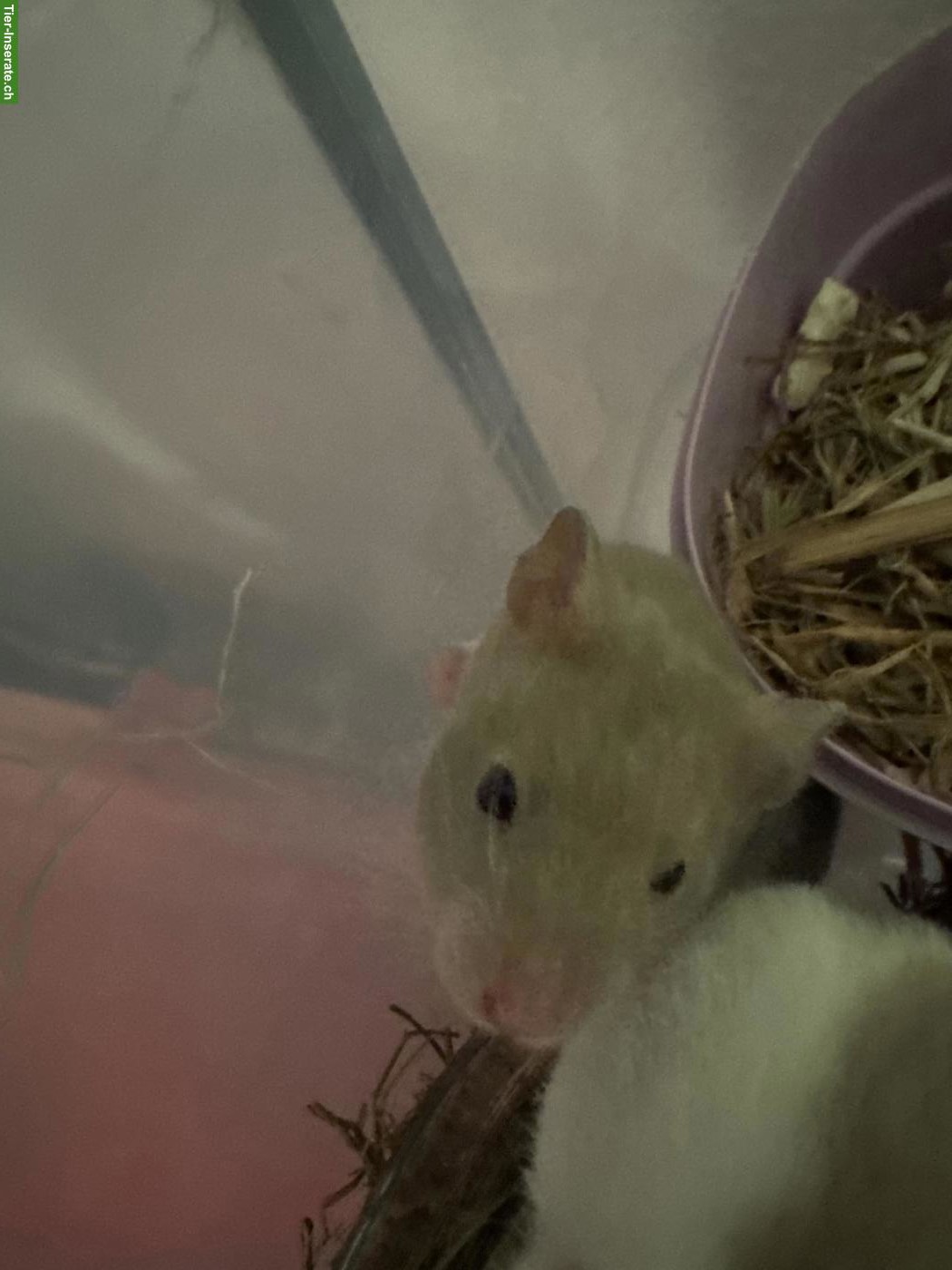 Bild 2: 2 Teddyhamster Weibchen