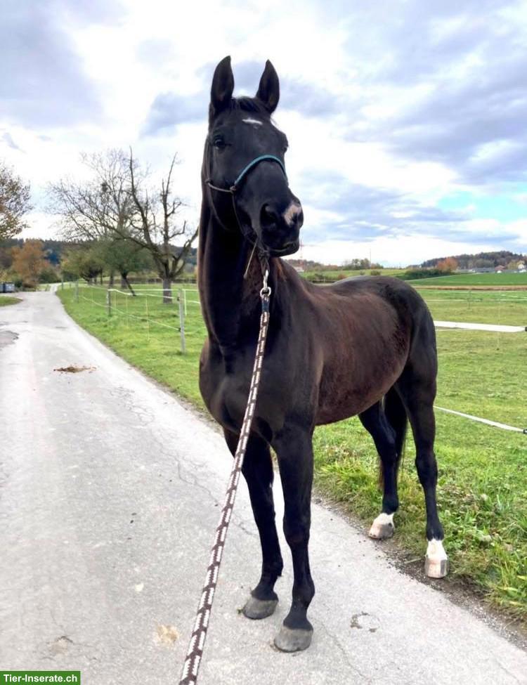 Schweizer Warmblut Wallach, Familien- und Freizeitpferd