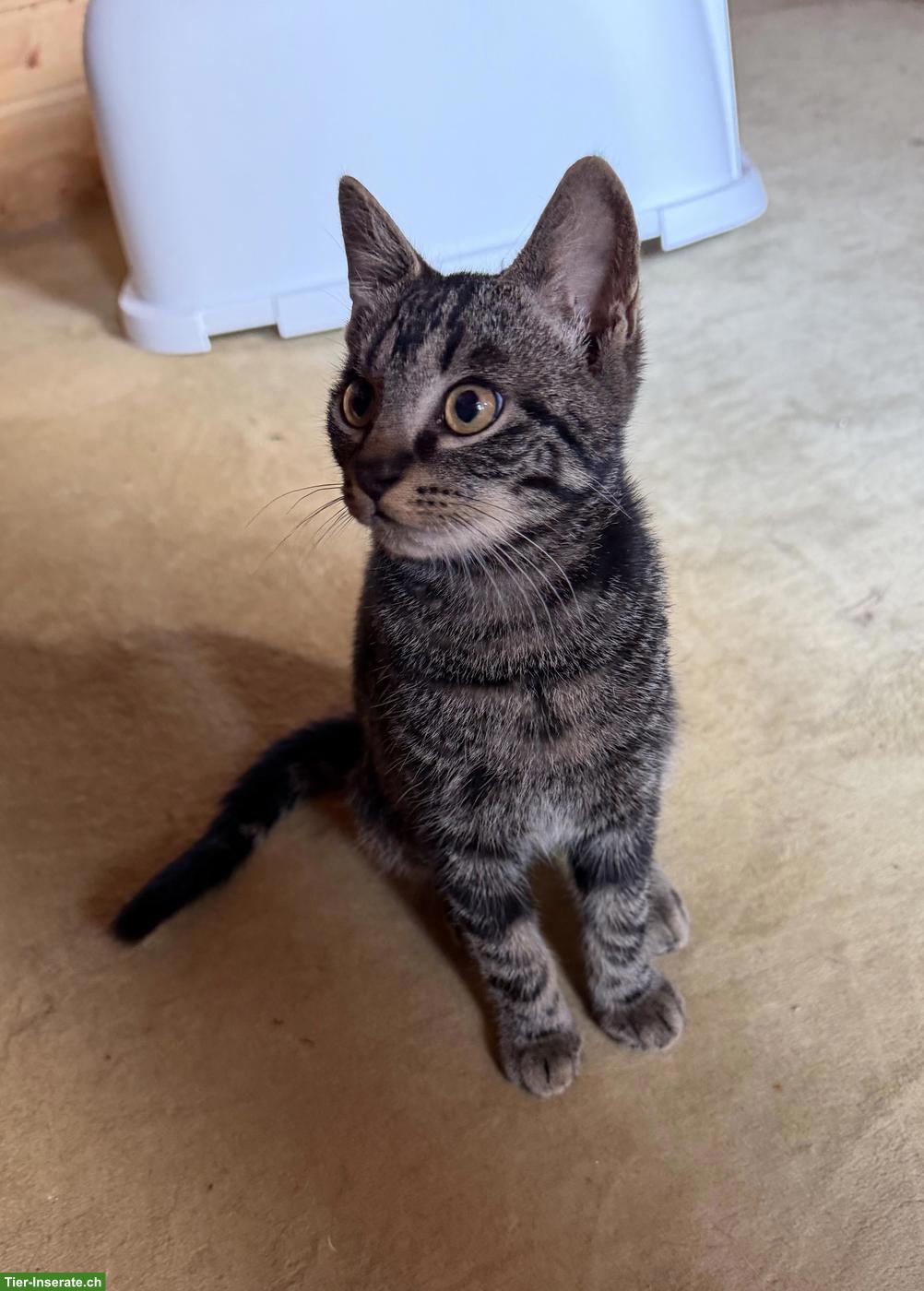 2 süsse Katzen gemeinsam abzugeben