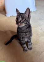 2 süsse Katzen gemeinsam abzugeben