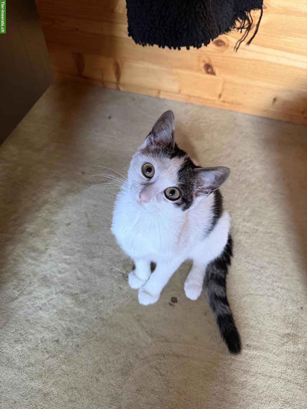 Bild 2: 2 süsse Katzen gemeinsam abzugeben