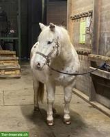 Dringend Pflegebeteiligung oder Platz/Pension für Pony gesucht