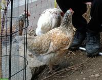 Junges Schwedisches Blumenhuhn, hellbraun