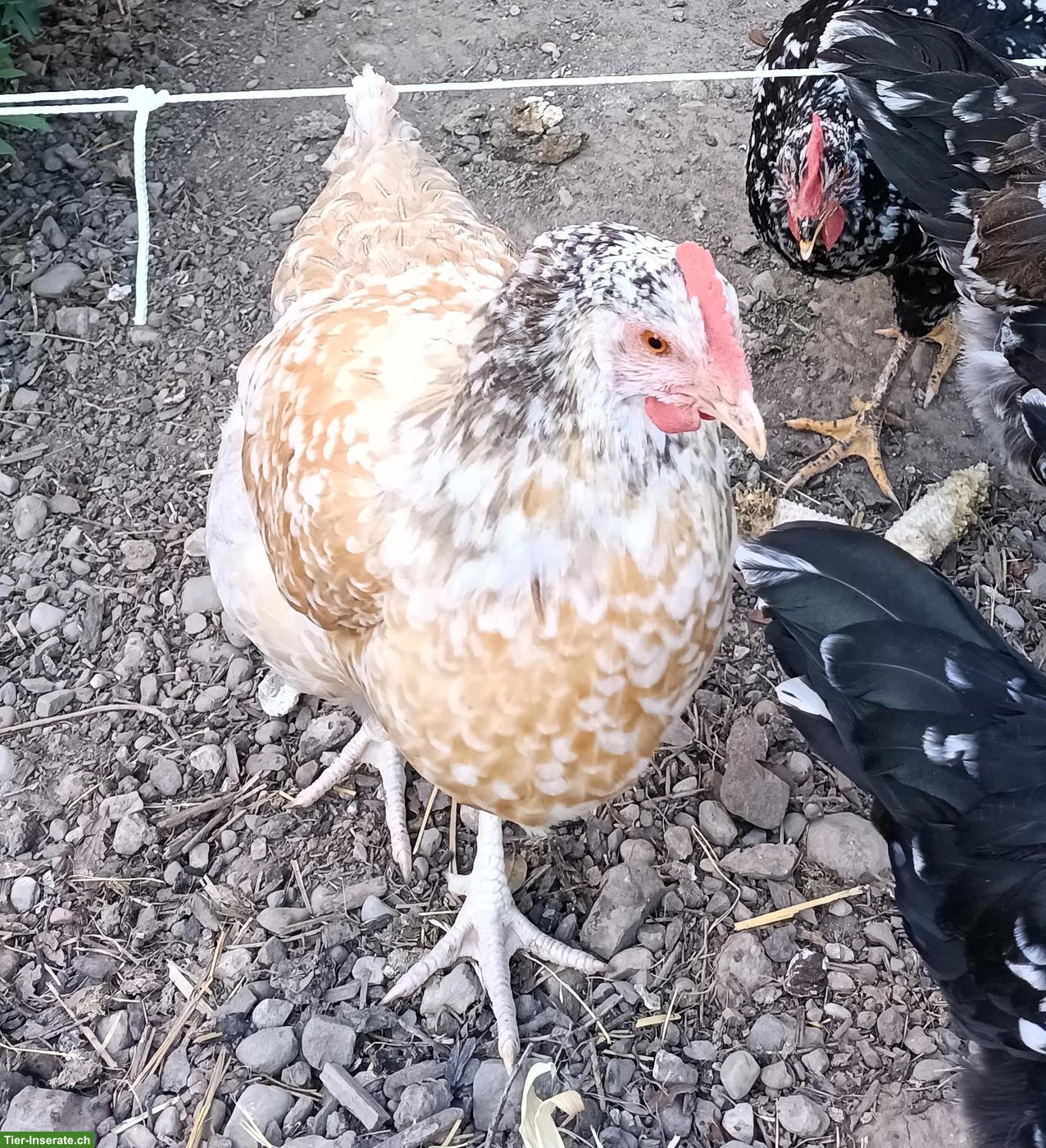 Bild 2: Junges Schwedisches Blumenhuhn, hellbraun
