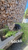 Junge getigerte Katzenbabys