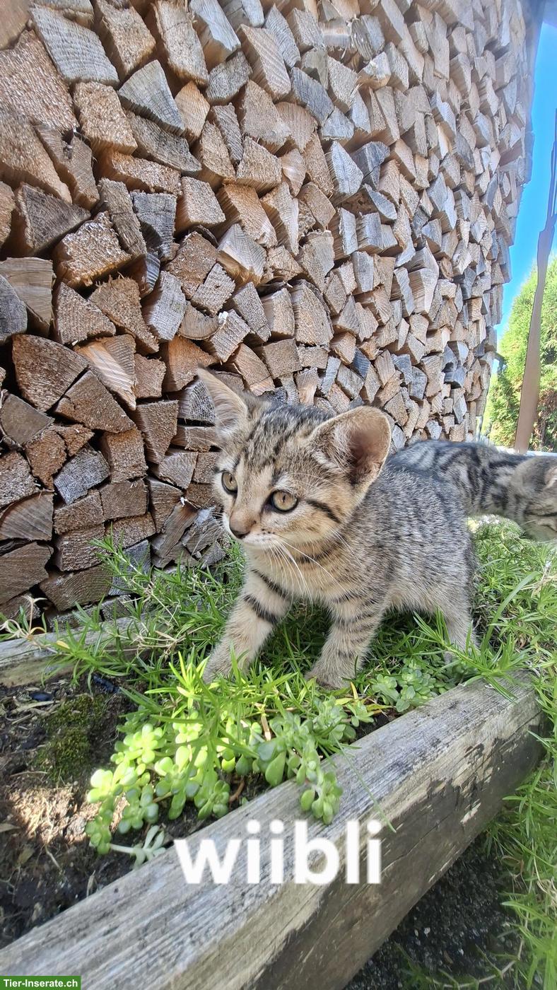 Bild 3: Junge getigerte Katzenbabys
