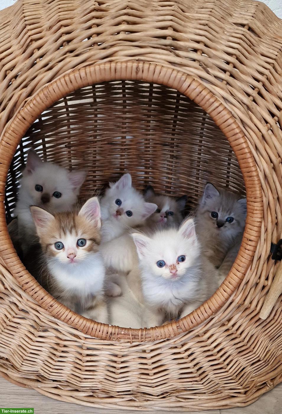 Ragdoll/Cherubim Kitten mit Stammbaum