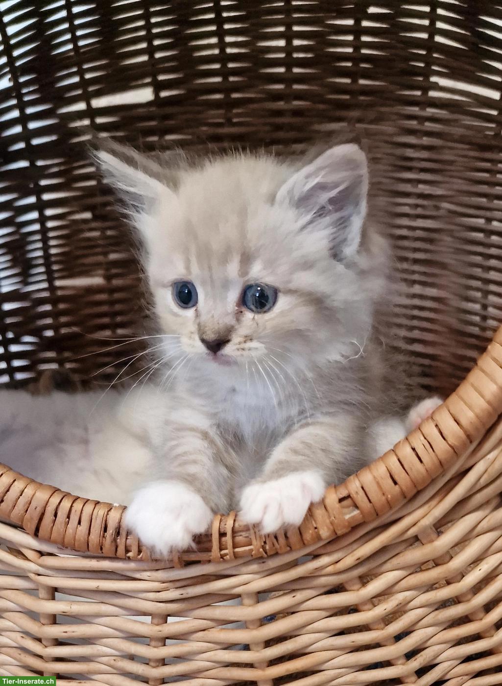 Bild 2: Ragdoll/Cherubim Kitten mit Stammbaum