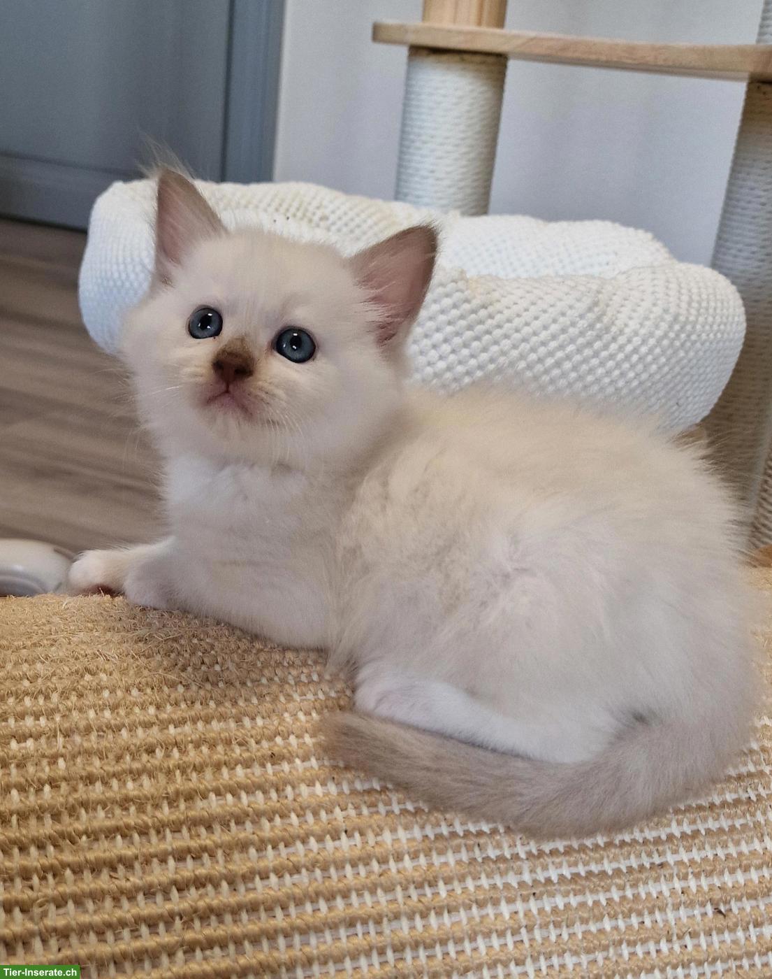 Bild 3: Ragdoll/Cherubim Kitten mit Stammbaum