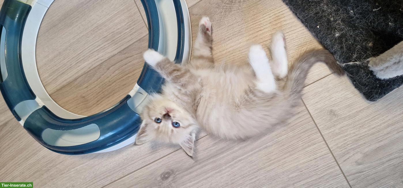 Bild 4: Ragdoll/Cherubim Kitten mit Stammbaum