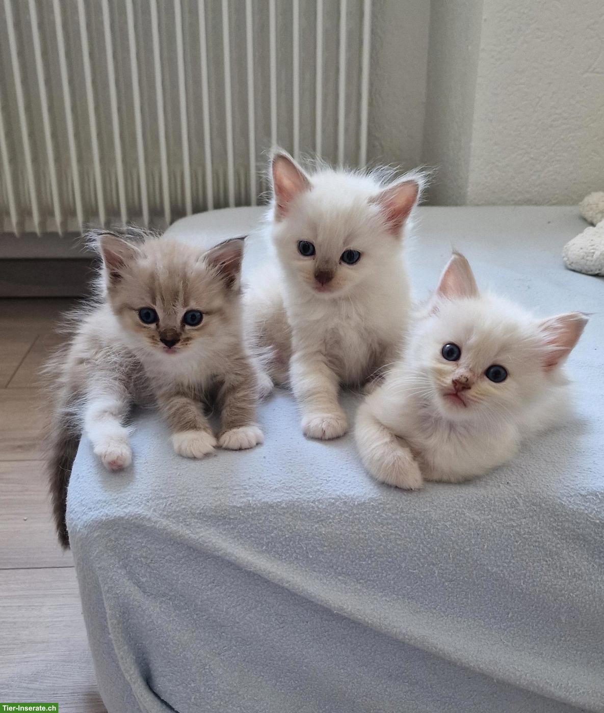 Bild 5: Ragdoll/Cherubim Kitten mit Stammbaum