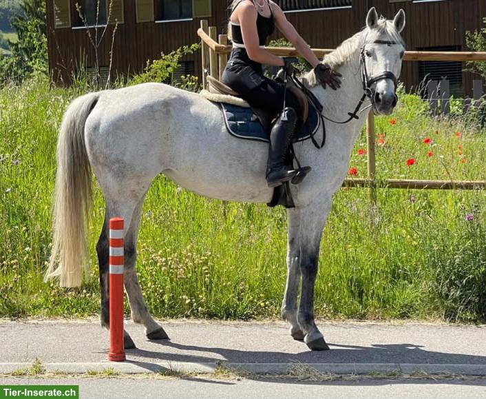 Bild 3: Tolle Freizeit-/Beistellstute sucht liebes Zuhause