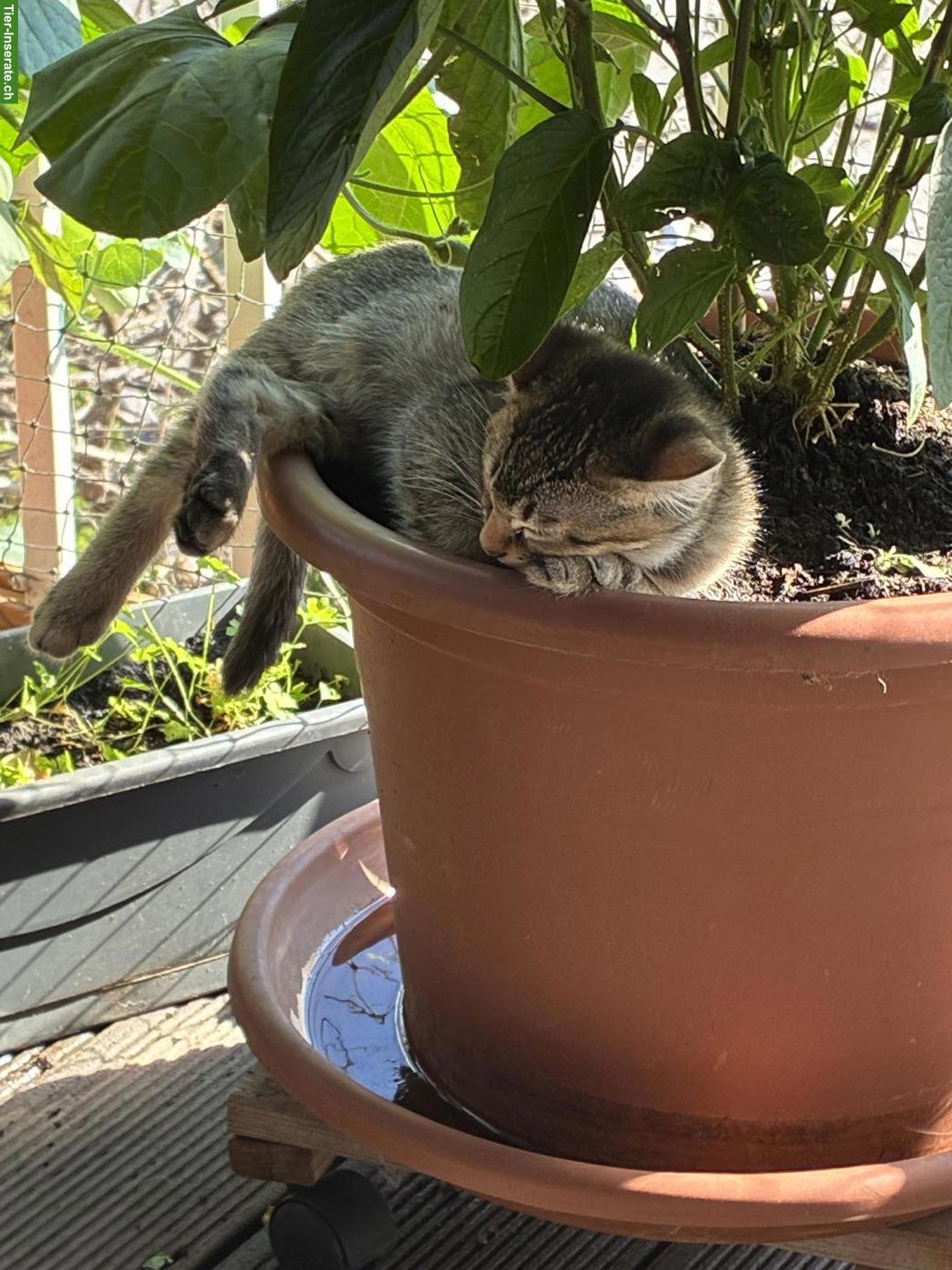 Verspielter, lieber Bengal mix Kater sucht ein Zuhause