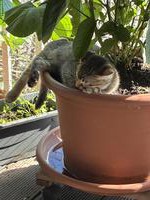Verspielter, lieber Bengal mix Kater sucht ein Zuhause