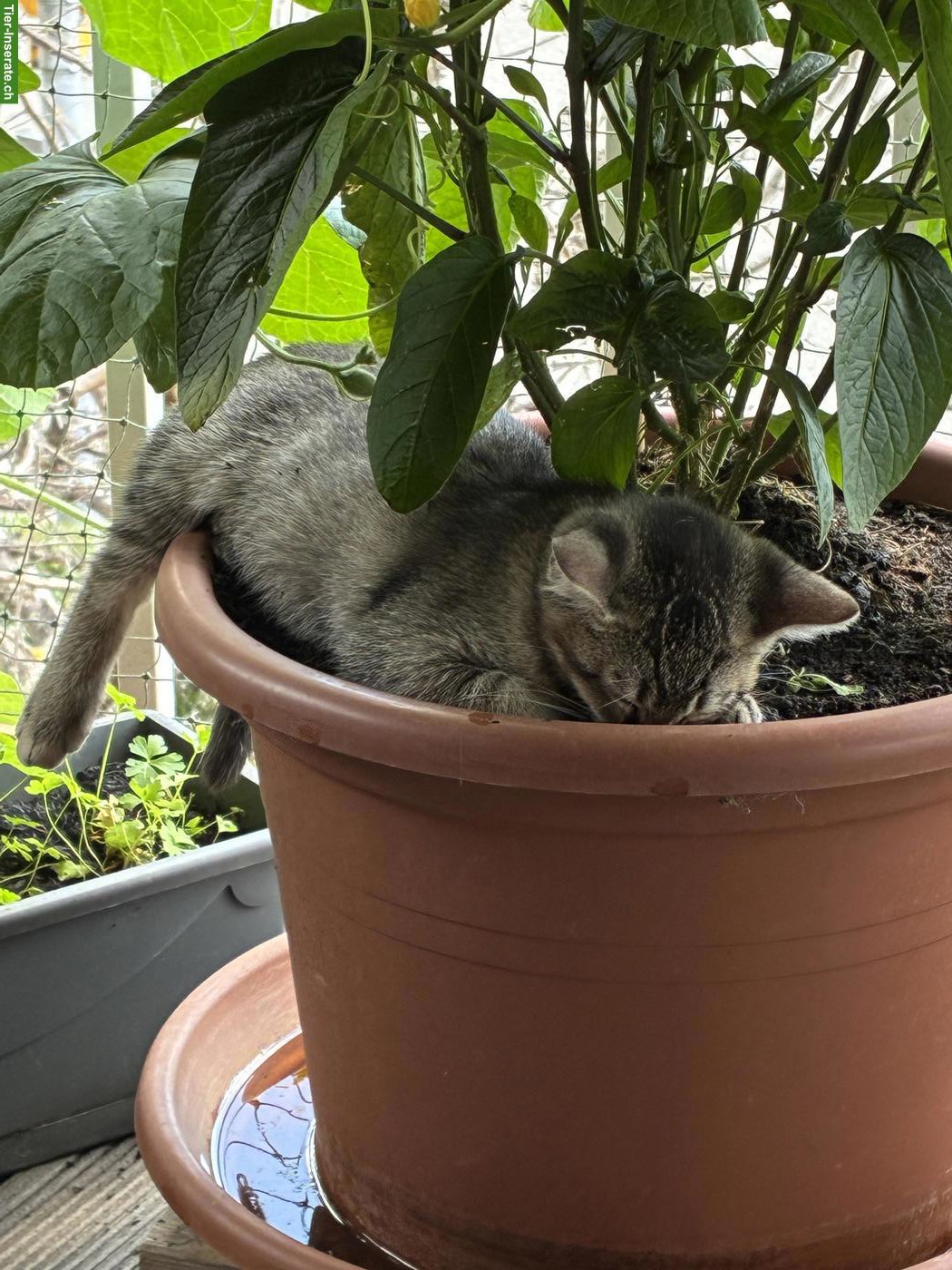 Bild 2: Verspielter, lieber Bengal mix Kater sucht ein Zuhause