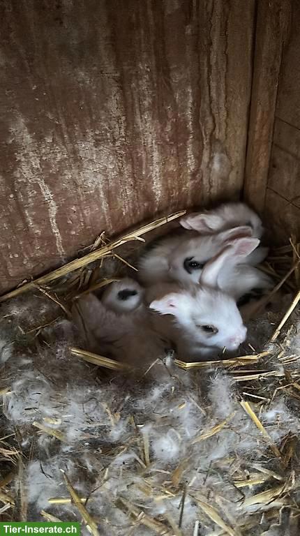 Teddywidder Zwergkaninchen Babys