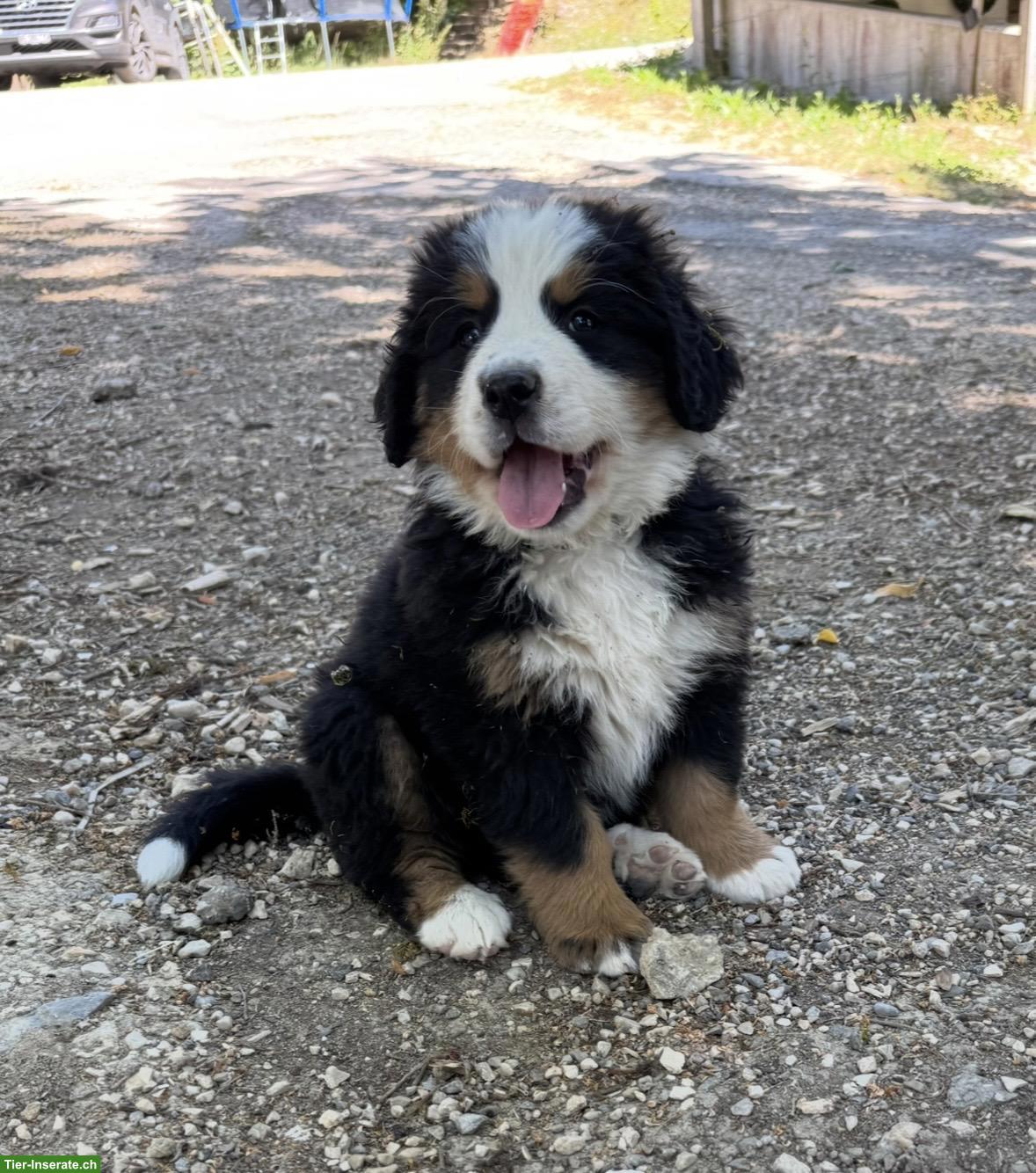 Berner Sennenhund Welpen suchen ein Zuhause