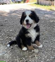 Berner Sennenhund Welpen suchen ein Zuhause