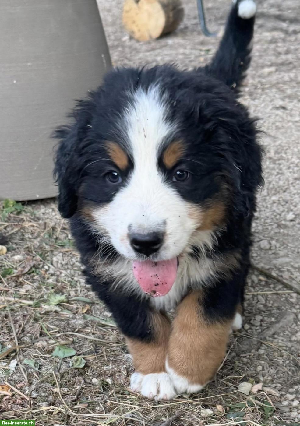 Bild 2: Berner Sennenhund Welpen suchen ein Zuhause