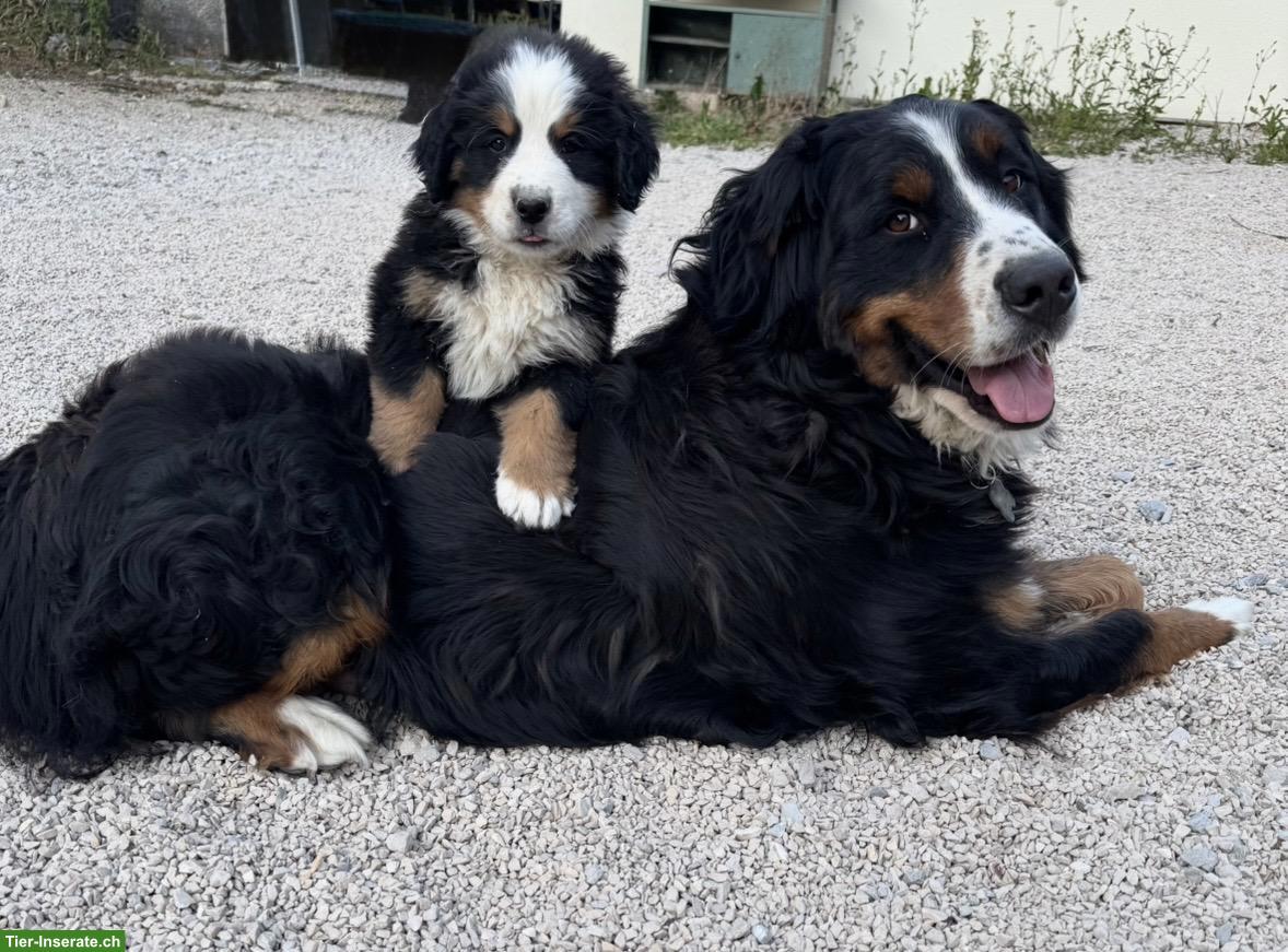 Bild 3: Berner Sennenhund Welpen suchen ein Zuhause