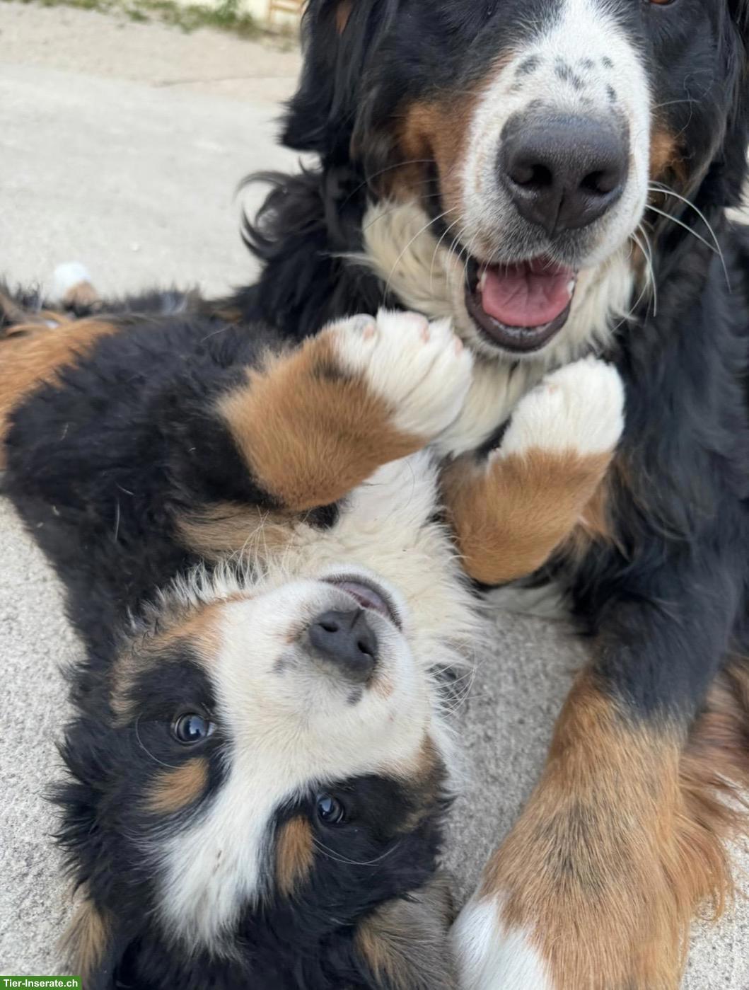 Bild 4: Berner Sennenhund Welpen suchen ein Zuhause